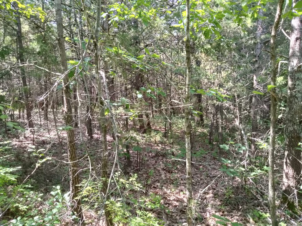 The dense second-growth forest of the Wilderness presented challenges for both armies. (CVBT)